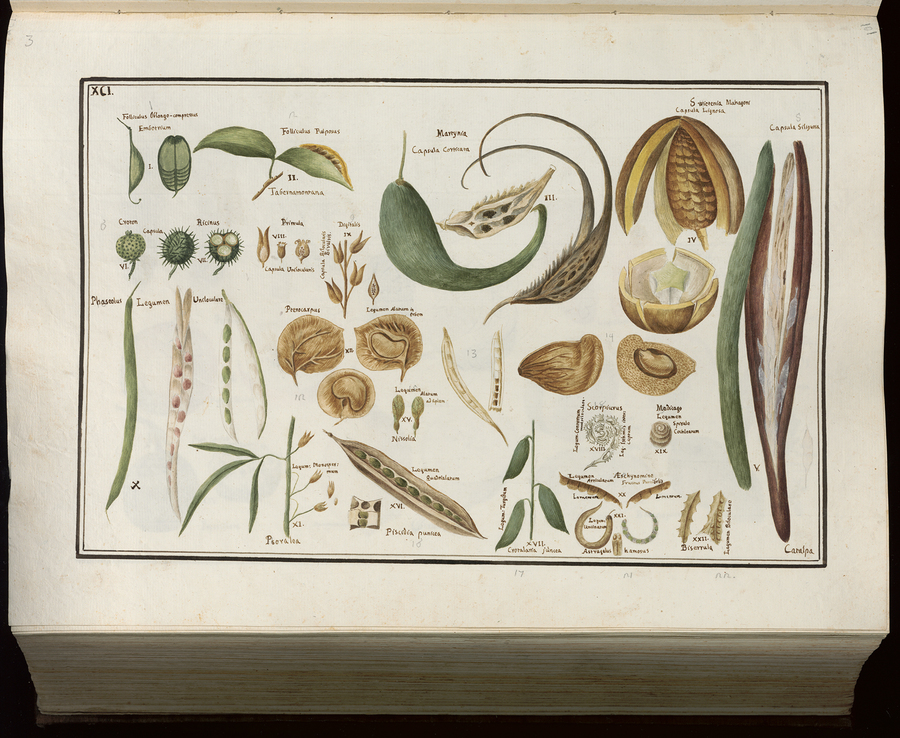 Tavola XCI tratta da: Piante del R. Orto di Padova
