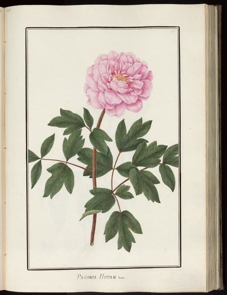 Paeonia mutan