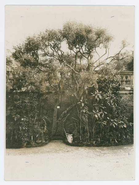 Il Vitex agnus castus. R. Orto botanico di Padova, agosto 1928