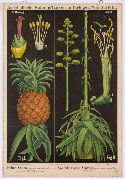 Echte Ananas (Ananassa sativa Lind.) - Amerikanische Agave (Agave americana L.)