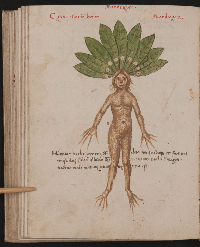Mandragora, Pseudo Apuleio, De herbarum virtutibus