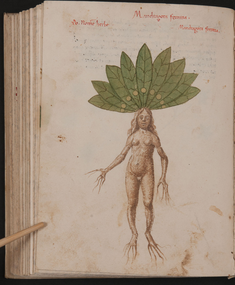 Mandragora femina, Pseudo Apuleio, De herbarum virtutibus