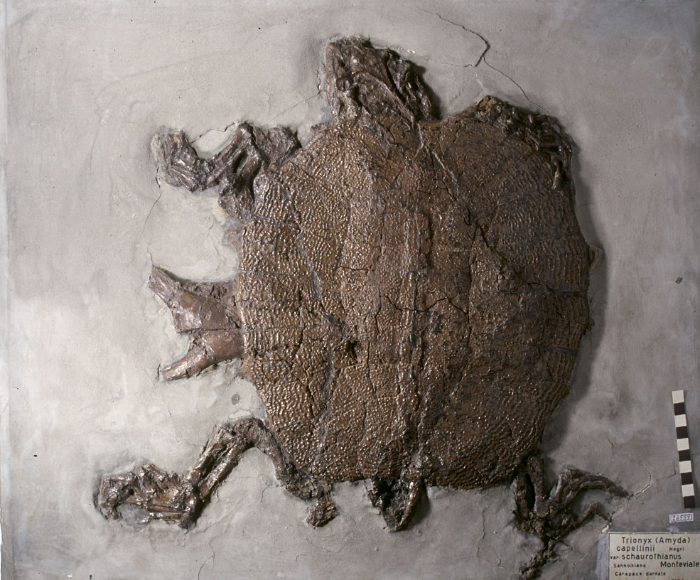 Fossile di Trionyx schaurothianus dalla collezione geopaleontologica di Achille De Zigno